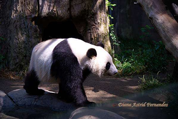Panda-Bear-San-Diego-Zoo-CA